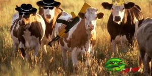 Mid-Week Politics - Killing Cows